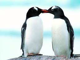  help you beat the Google PENGUIN seo update