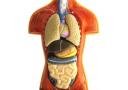 10 Tips On How To Lower Cholesterol