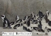 give you 1 000 penguin backlinks almost all do follow and all with anchor text penguin links 