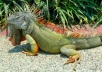 will give you reptile tips for the iguana 