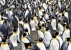 genuinely Create + SUBMIT 20 articles to at least 20 pr1 to pr9 sites for Panda + Penguin Safe + Recovery