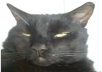 write a blog post about your cat