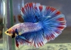 write ★500+ words of unique content★ on: Fresh Water Aquariums / Anything related to Fish Tanks