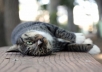 create a music video with a pet - animal slideshow to promote your website