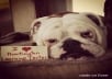 take a picture of my female bulldog with your message..