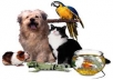 send you more than 1350 PLR articles about Pets