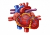 The mechanism of action, uses, interations and side effects of calcium channel blockers