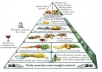 create Link PYRAMID + link wheel = push with unique articles best offpage pyramid for your website