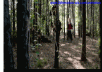 CREATE and HOST, moving images gif format from video