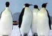 do google penguin friendly 2pr6 5pr5 5pr4 5pr3 dofollow blog comment