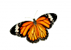 remove background from 12 pictures