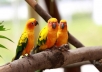Give you 250+ Twitter Followers,100% real & active user