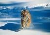 will make/covert your image into a PNG 