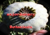 send u 500+ Super Colossus Papaver Somniferum Poppy Seeds