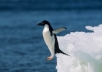  recover your websites from Penguin Update 