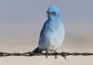 send you 1000+ real Melbourne based Australia located twitter followers