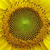 fibonaccilife