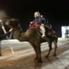 cashcamel