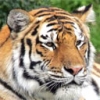 BigTiger