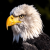 EagleFang