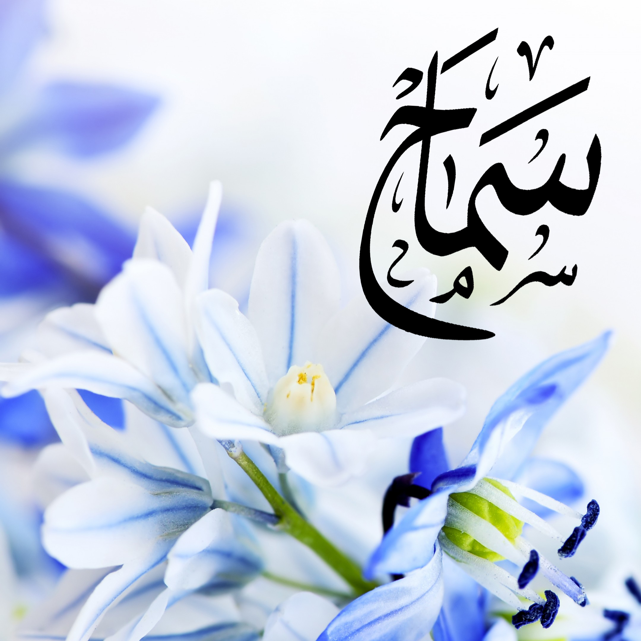 I'll write what you want in Arabic calligraphy 