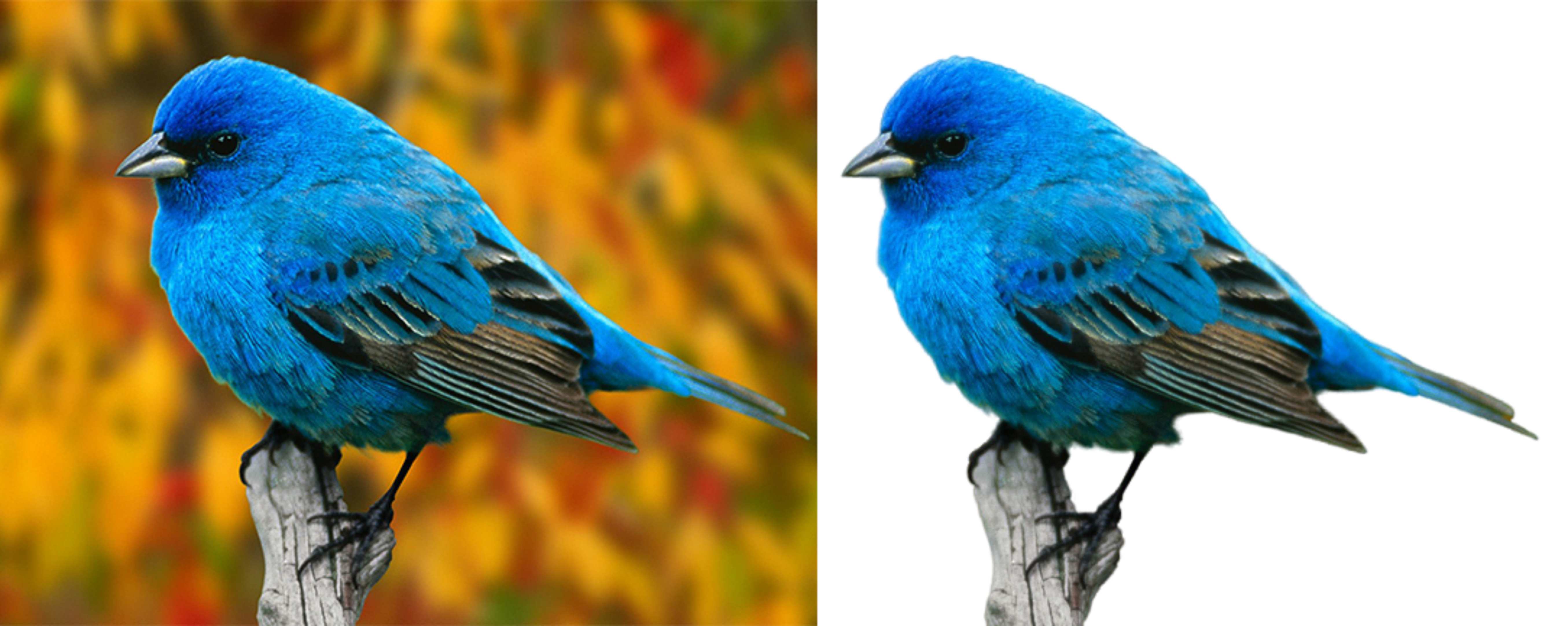 I will remove background of your photos in 1 hours