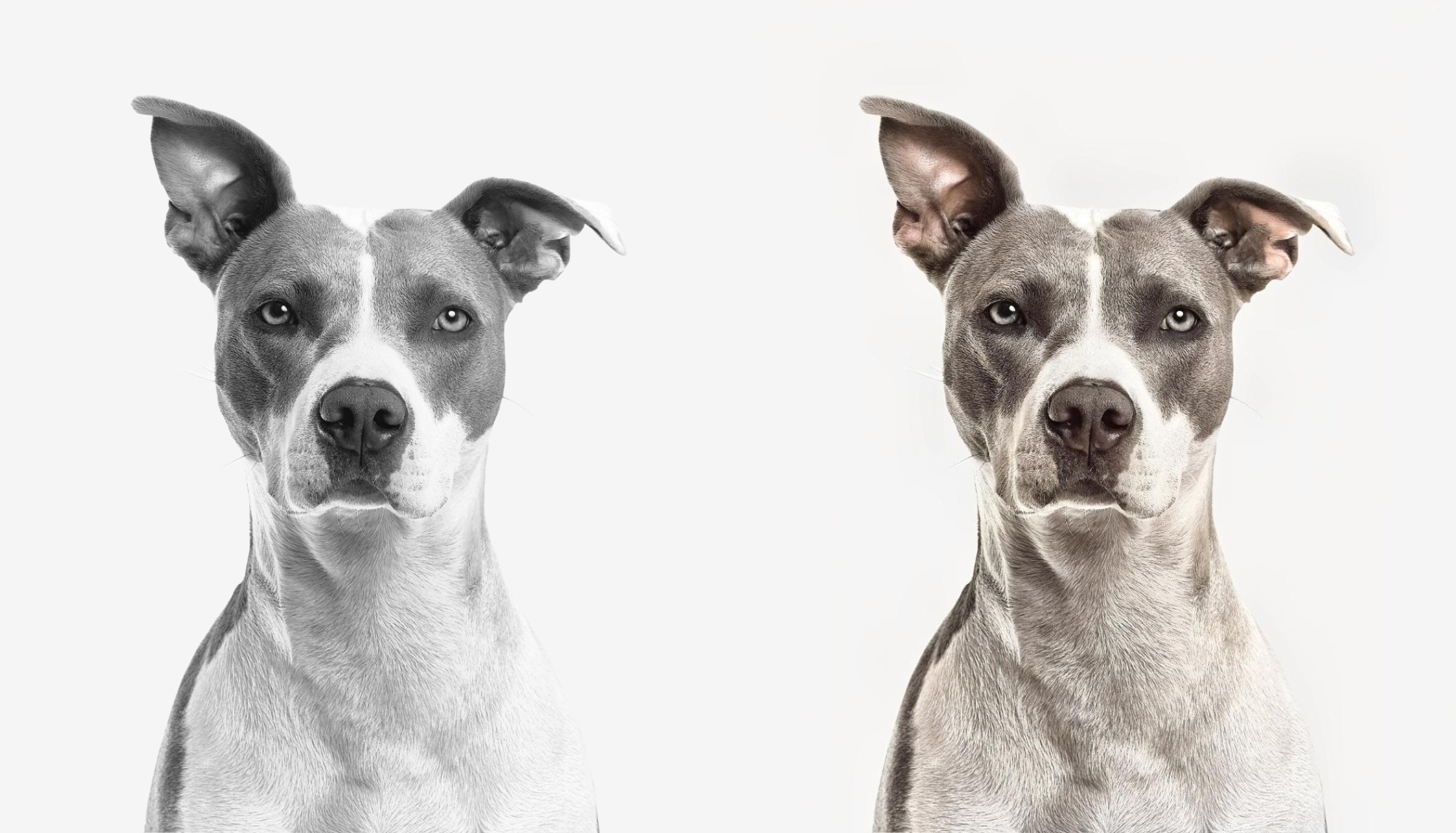  five color black and white images