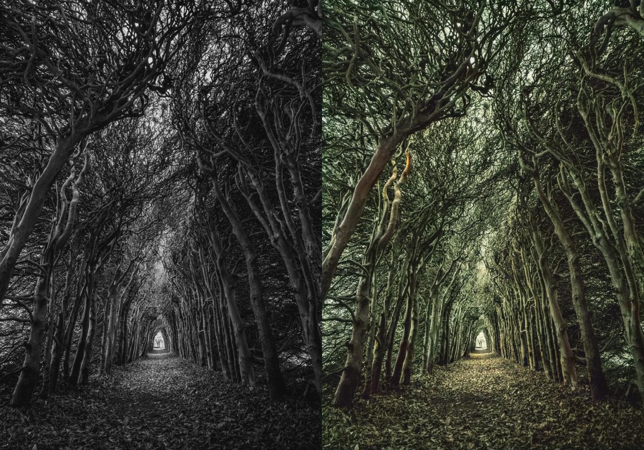 Colorize old, black and white photos.