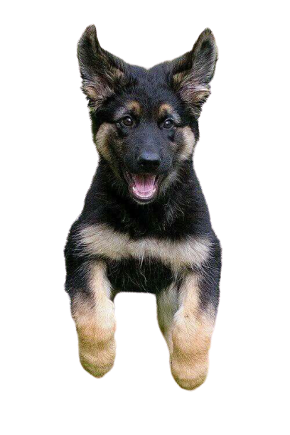 Remove 10 background from photo in 1 day 