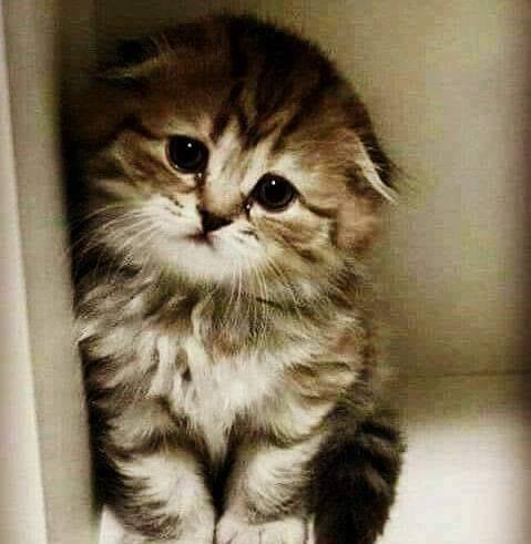 Crop 30 in small amount and in HD quality