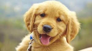 an article consisting of 500 words the article is 100% exclusive