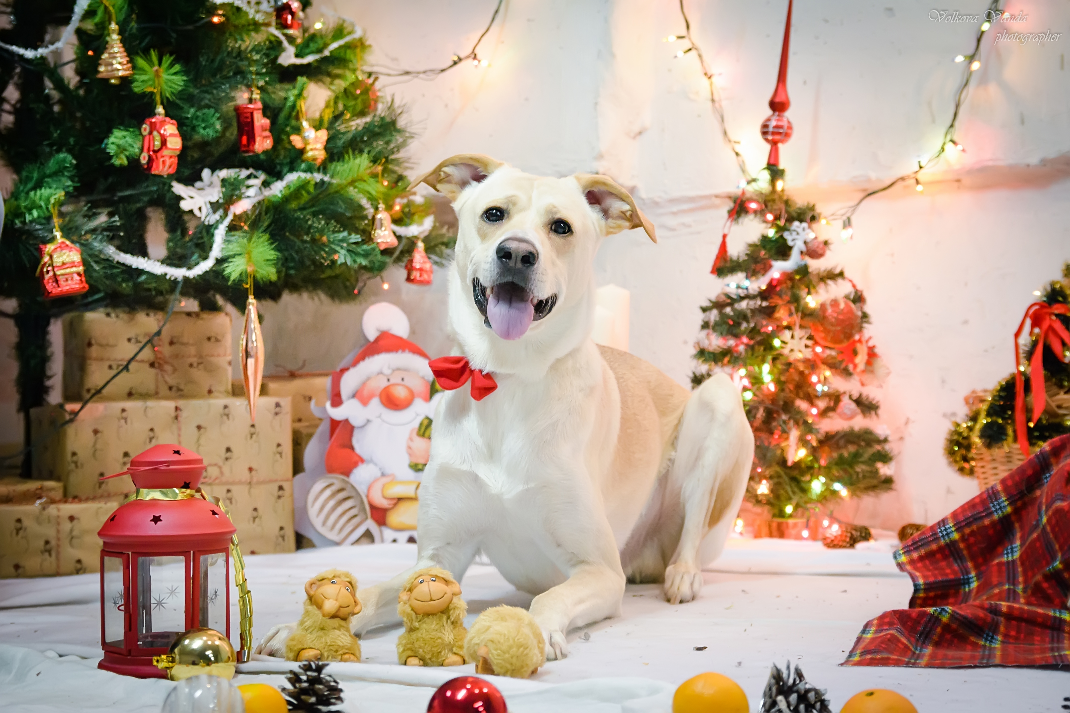 I will sell an article of 10000 exclusive words 100% 14 Reasons Why Dogs Brighten Our Holiday Season