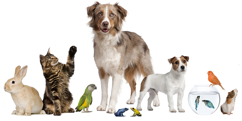 1000+ word S.E.O Optimized Content Writing for Blog posts, Websites, Guest Posts