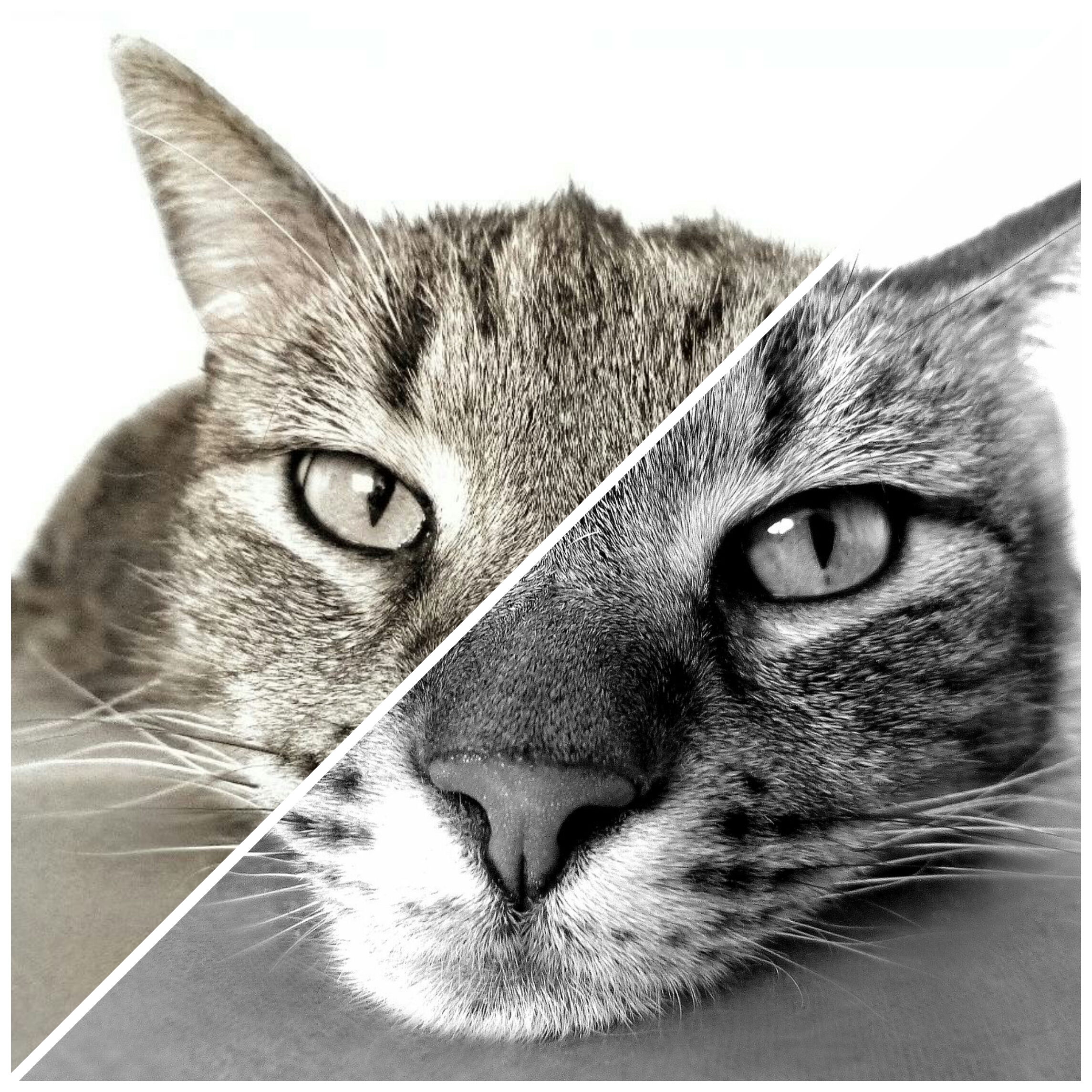 I will color in 10 photos professionally and in only 2 hours 