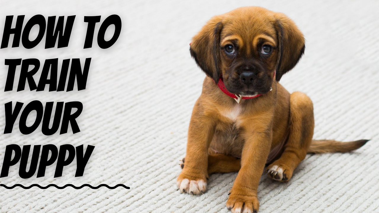 I will create high quality eye catching YouTube Thumbnails for your videos that will gain attention.