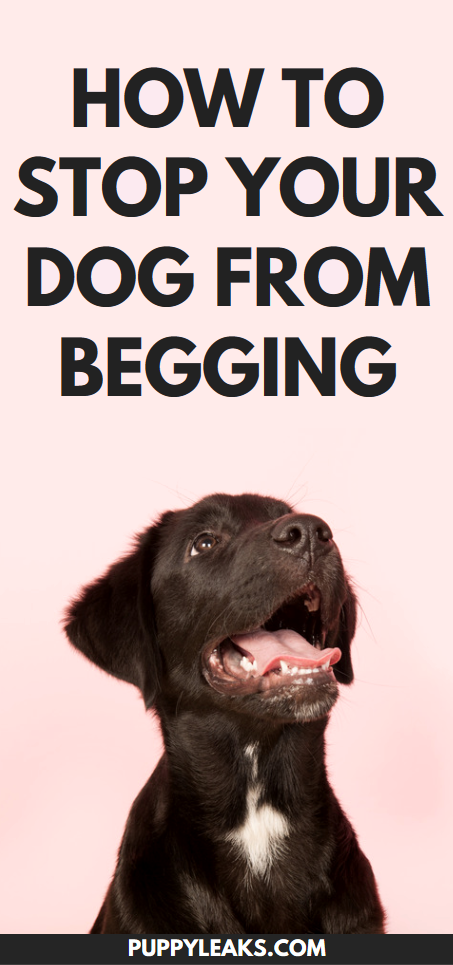 Topic of over 1,000+ words about Simple Method To Stop Your Dog From Begging For Food