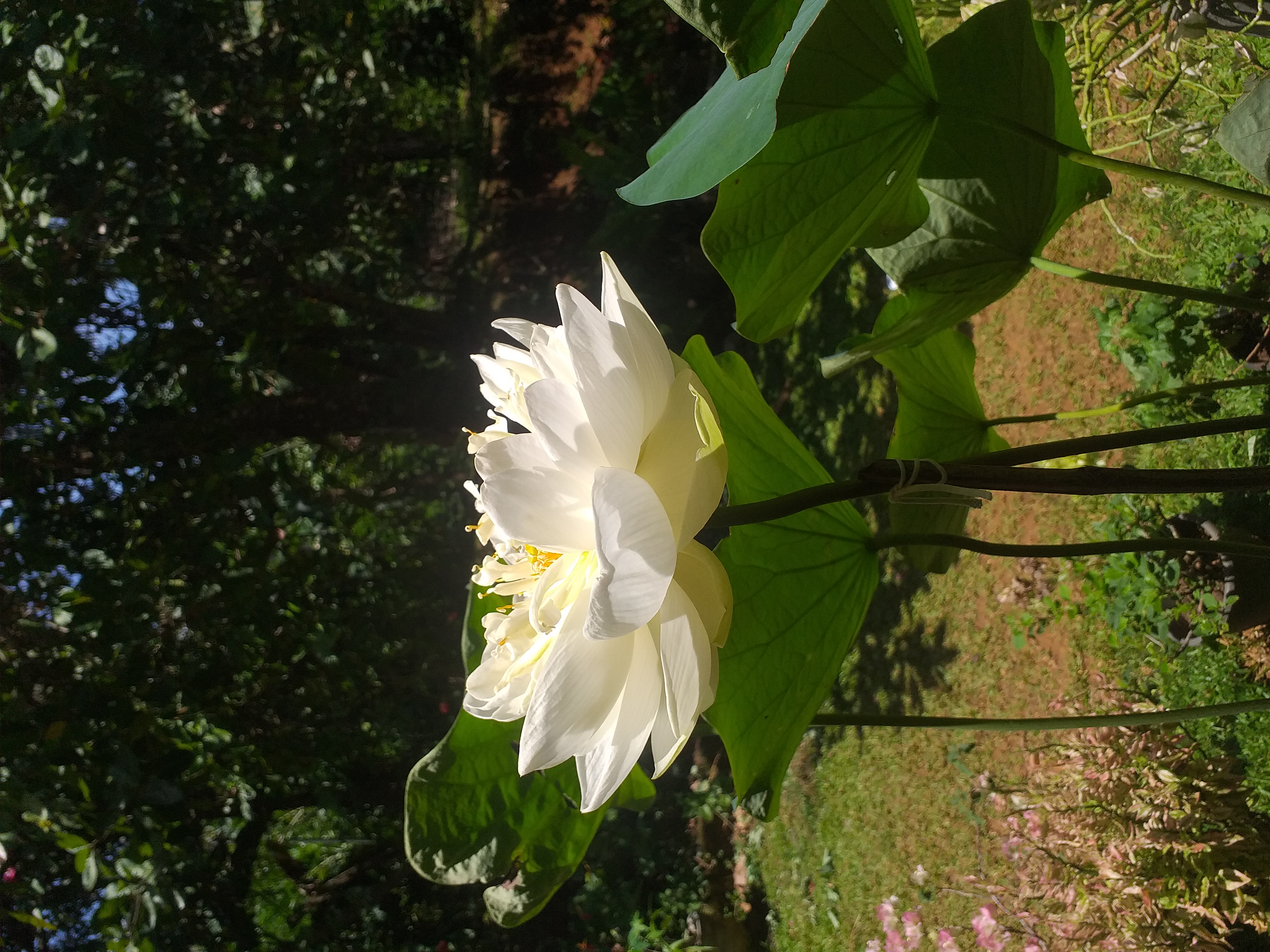 I can write your all of articles. About 700 words