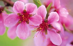 off page seo and on page seo service i can provide you