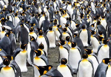 genuinely Create + SUBMIT 20 articles to at least 20 pr1 to pr9 sites for Panda + Penguin Safe + Recovery