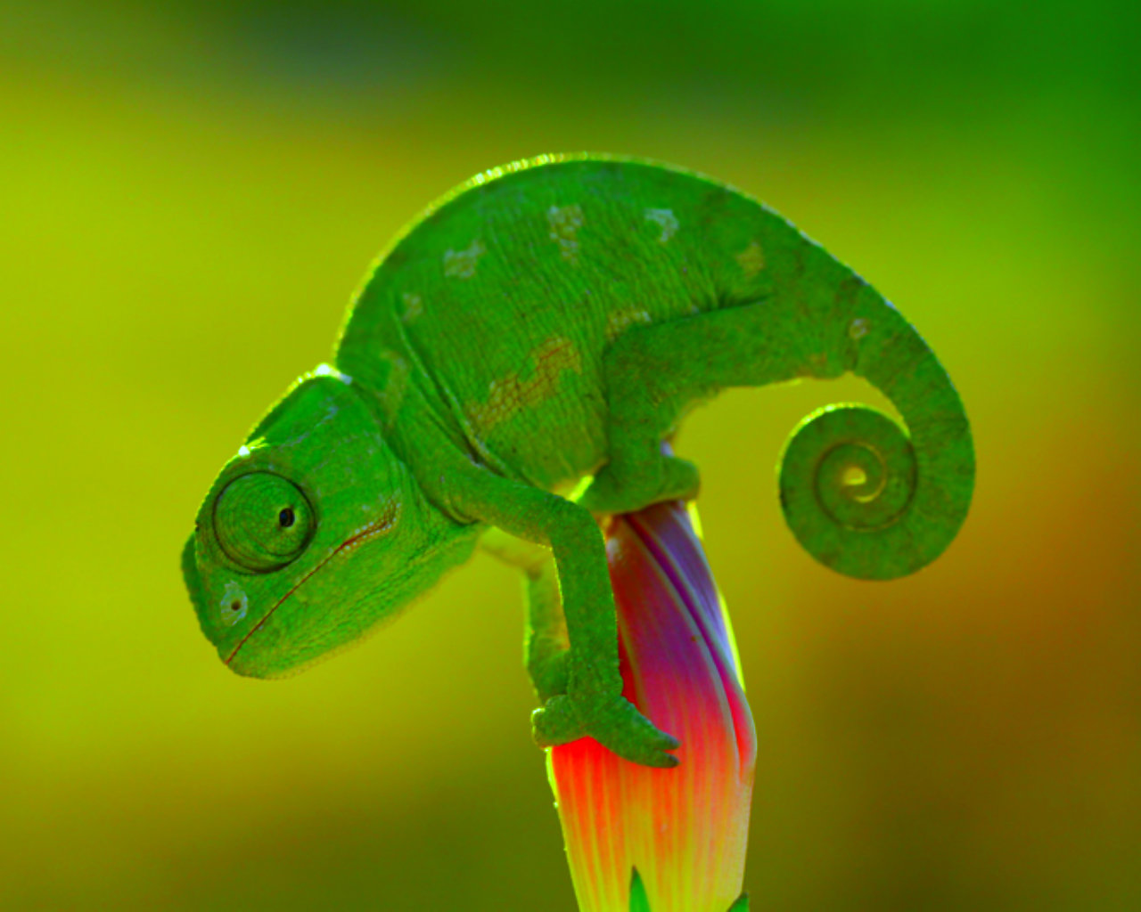 on page optimization