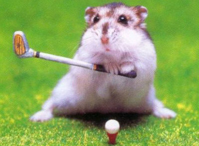 make a video of my hamster who writes your message
