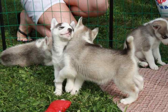 will help you find the perfect Puppy