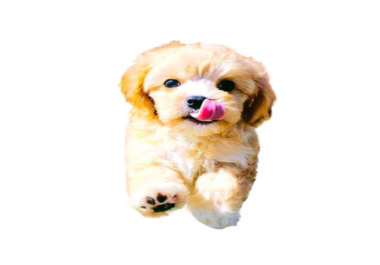 I will Black Ground remove and colourise white and black and photo editing 10 image