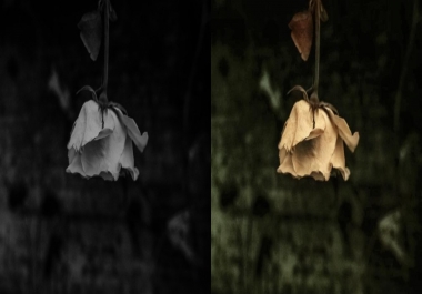 I will colorize your black and white photo within 8 hours