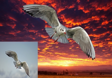 I will do professional background remove