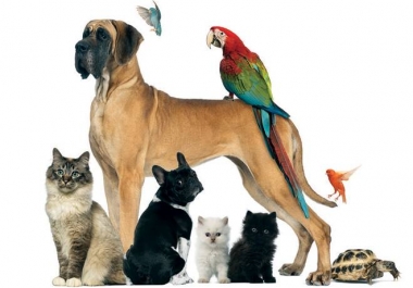 Write 500+ words SEO blogs and articles about dogs,  cats and all pets