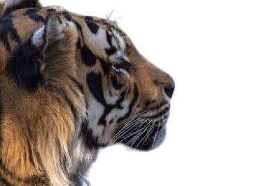 I can remove background from any Image and I am professional too