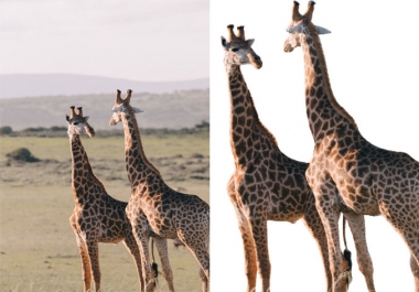 I will remove image image background Quickly