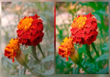 Photo Editor And Retouching Specialist and Background Remover 8 Years Experience