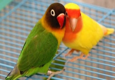 An essay of 1100 words an exclusive article. Breeding Lovebirds in a Colony Setting